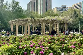 郑州碧沙岗公园：国色天香正当时 千株牡丹映春风图片