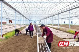 长沙县：“托管式”种田 越种越甜图片