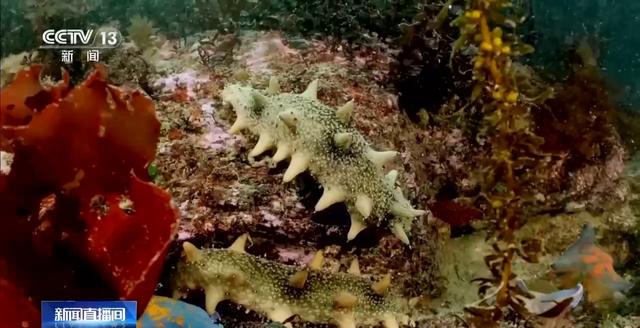 辽宁海参多少钱一斤 2026年辽宁大连海参多少钱一斤