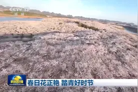 惊艳绽放！贵安樱花美上央视《新闻联播》图片