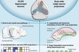 中国脑计划成果登上《科学》： 多团队联手，解析出小鼠海马体单神经元全脑投射规律图片