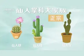 万万没想到，阳台上不起眼的它，竟能解毒消肿、养胃护胃图片