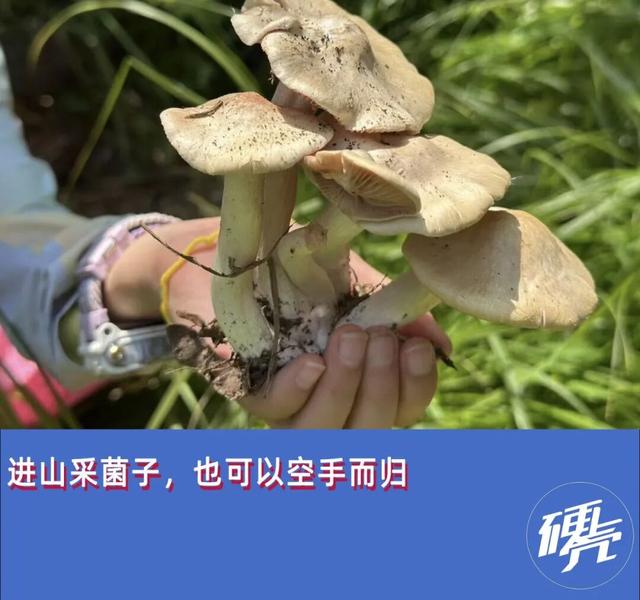 假期新点子，进山捡菌子