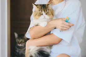 年轻人为什么爱养猫？图片