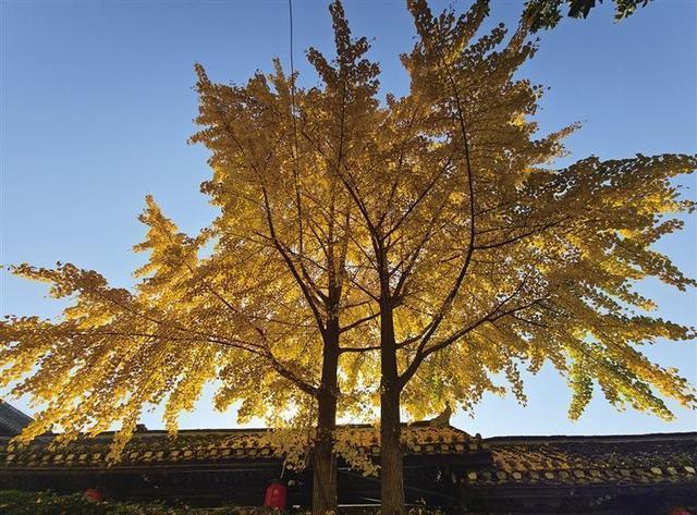 定格湘西“冬日秋韵”，拍照打卡正当时