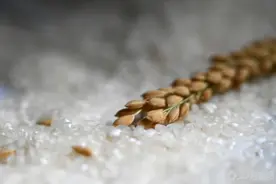 零售商抢购储备米，日本暂停受理申购图片