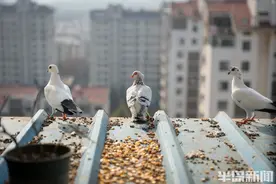 这些鸽子你见过吗？青岛29岁小伙结缘养鸽22年，品种不一般图片