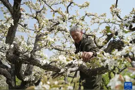 河北昌黎：梨花绽放满园春图片