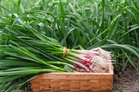 围农夜话丨蒜青雪白岁月丰图片