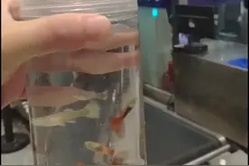 旅客用水瓶装小活鱼上高铁遭安检人员拦下，12306客服：高铁、火车都不允许携带活体动物图片