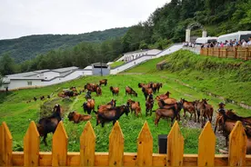 南江黄羊，从秦巴山区走出的“明星羊”图片