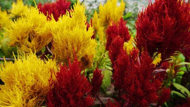 鹤峰：凤尾花点亮庙湾之秋