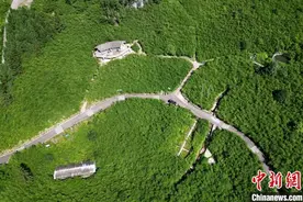 方竹撬动大产业 四川探索民族地区乡村振兴绿色转型图片