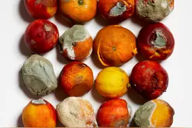 发霉的食物都要扔掉吗？这些食物发霉了也还能吃图片