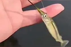 1千块一斤？男子钓到神秘生物，专家回应图片