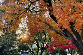 错过再等一年！快来抓住青岛八大关最美秋景的“尾巴”图片