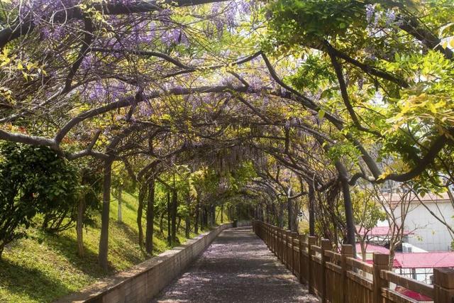 德化·花时光 | 驾云亭：紫藤花开引客来 春日紫韵醉山城