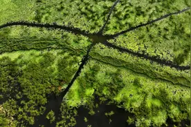 山东微山：湿地保护彰显生态靓色图片