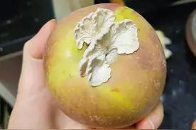 苹果上的蘑菇是什么？图片