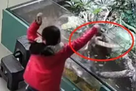 闪电律解｜9岁女孩独自参观爬宠展遭鳄鱼咬伤，谁之责？律师：商家承担主要责任图片