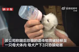 美国一公司宣称复活已灭绝万年恐狼——《权力的游戏》中冰原狼原型！猛犸象也有机会复活？图片