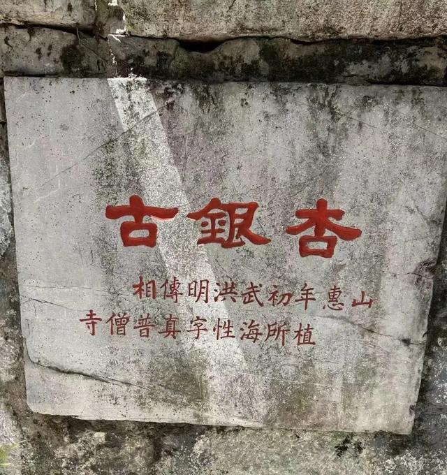 围满脚手架！惠山古镇650岁银杏怎么了?