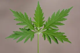 夏日安全驱蚊！中草药来帮忙！图片