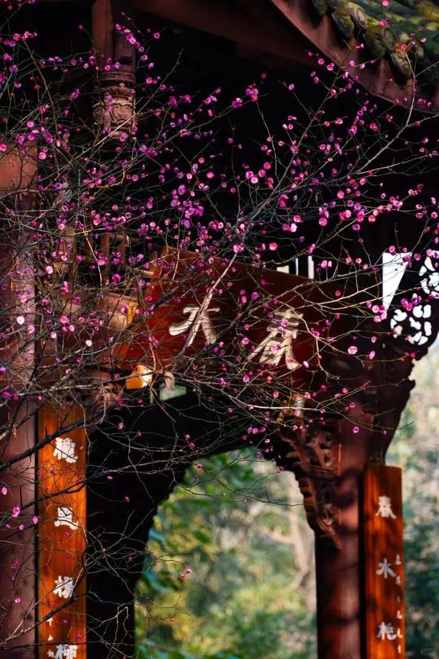 盛花期！这波“梅”景太出片，是谁拍到了啦