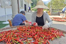 宣城旌德：大山里的致富带头人图片