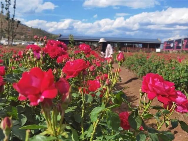 楚雄版“莫奈花园”藏不住啦！让你“五一”假期一次看过瘾