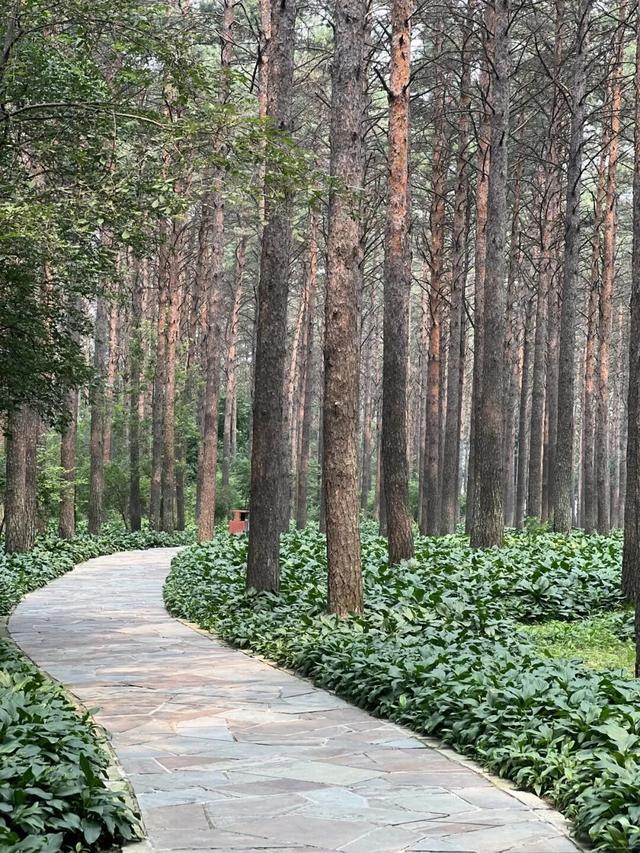 给身心来一场“森林浴”