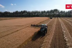 风吹麦浪香  呼伦贝尔300万亩小麦开镰收割图片