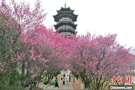 长沙百梅映古塔 春日绘丹青图片