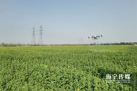 亩产多次创纪录！全浙江七成以上油菜种子来自嘉兴海宁图片