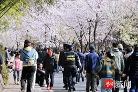 南京警方发布鸡鸣寺赏樱花最新提醒！图片