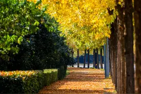 树叶飘落，哪面朝上？背后的奥秘真不少图片
