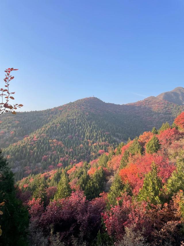 舞彩浅山本周末将迎赏红叶客流高峰，建议市民错峰出行