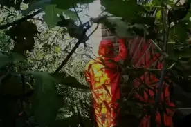 果然视频|马蜂在居民楼墙缝内筑巢，消防员到场清除图片