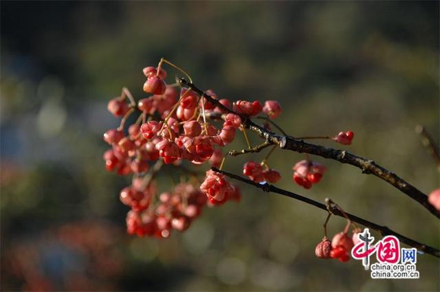黄山：层林尽染 一幅幅醉美秋色画卷(图)