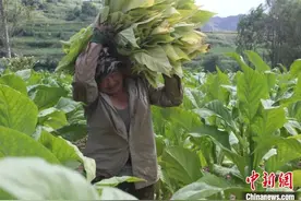 “黄金叶”托起“黄金业” 山西长子烤烟产业赋能乡村振兴图片