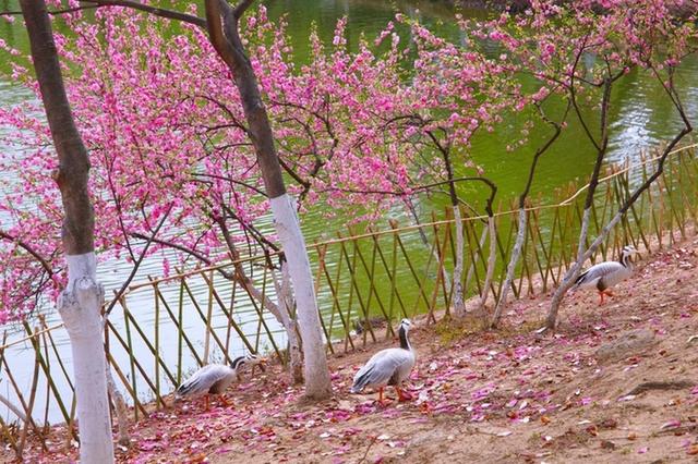 这个假期，家庭游、亲子游成济南游园主力军