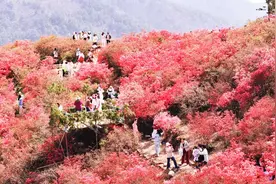 漫山遍野一片红！木兰云雾山万亩杜鹃盛放吸引万人打卡，景区新增索道可空中赏花图片
