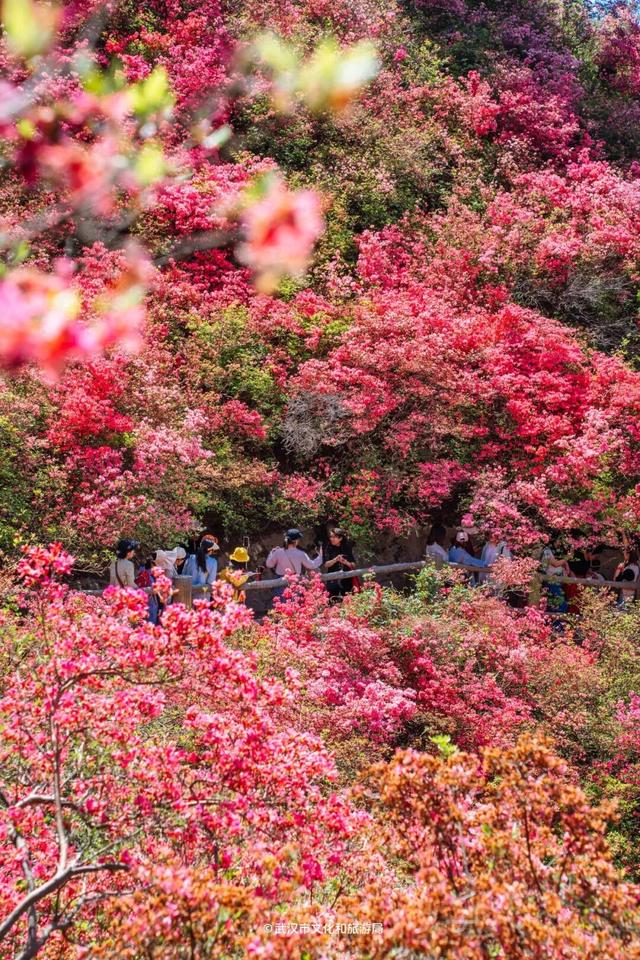 高铁票售罄！直冲29℃，都是晴天，全城爆花迎客