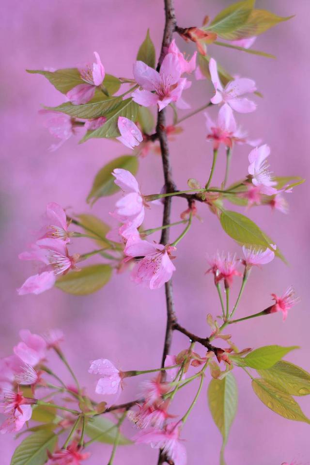 春雨润云梦 睡虎山樱韵浓