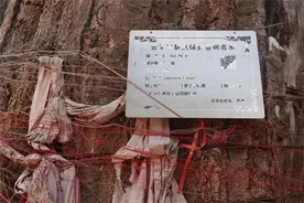 五华区检察院历史文化遗产保护工作室让妙高寺古树逢春图片