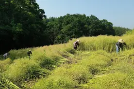 宣城绩溪：花田喜变丰收地 千亩油菜收籽忙图片