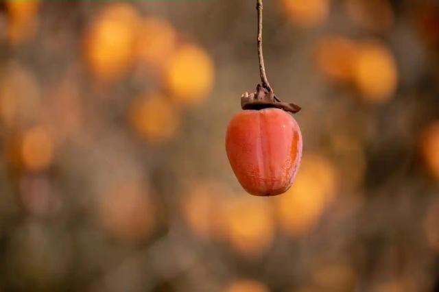 晚潮｜柿蒂之美