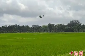 海南“新农人”返乡躬耕水稻试验田 用智慧科技为农业赋能图片