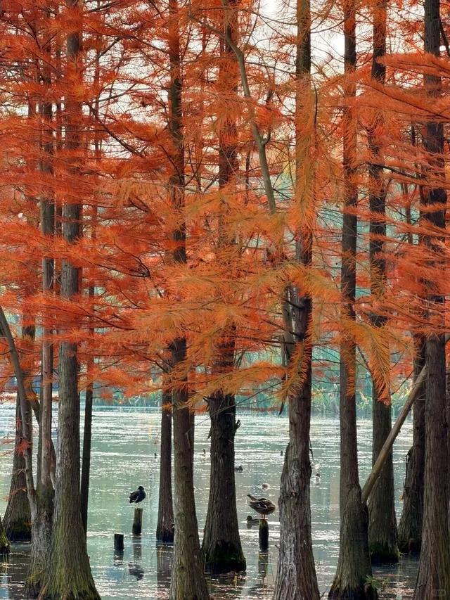 成都限定红！水杉最美季节上线，赶紧打卡