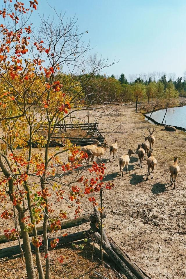 新年游玩线路：老自一条，老己一条，自己一条